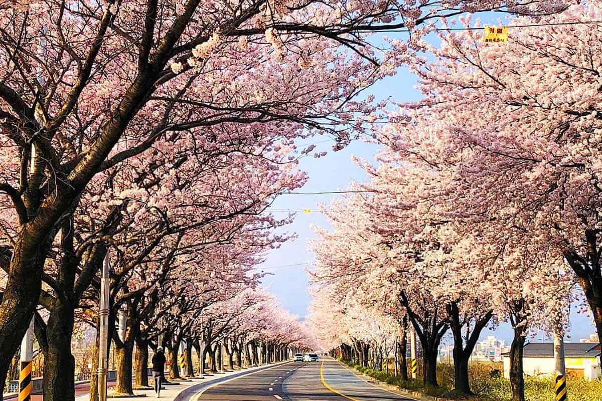 양양남대천 벚꽃 풍경 / 사진=온라인커뮤니티 양양남대천 벚꽃 풍경 / 사진=온라인커뮤니티