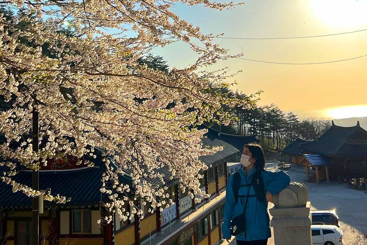 금강산화암사 벚꽃 / 사진=온라인커뮤니티 금강산화암사 벚꽃 / 사진=온라인커뮤니티