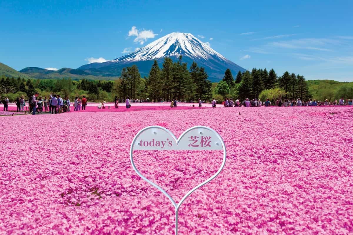 후지 시바자쿠라 꽃 축제 / 사진=japantoday 후지 시바자쿠라 꽃 축제 / 사진=japantoday