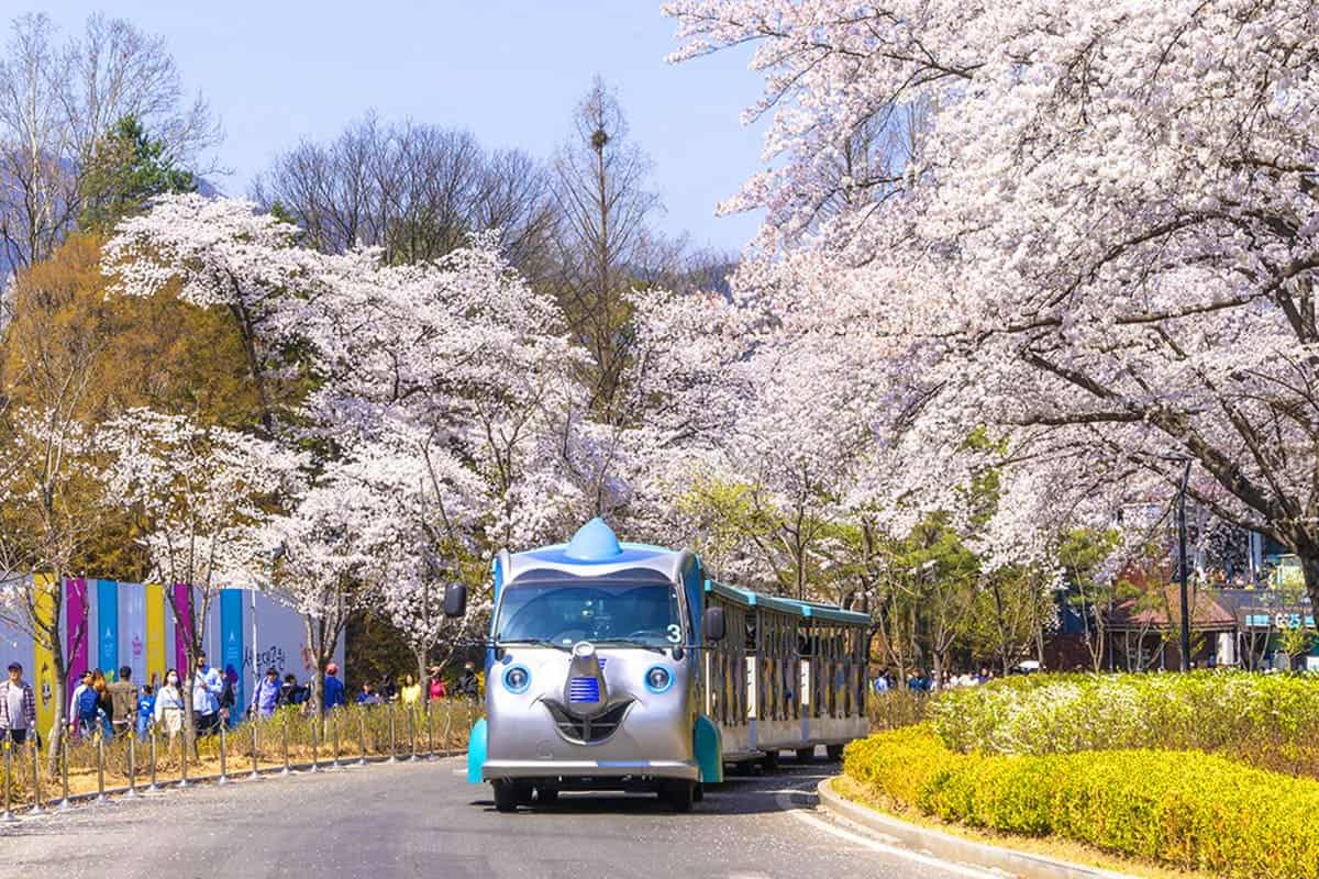 서울대공원 벚꽃 열차 풍경 서울대공원 벚꽃 열차 풍경