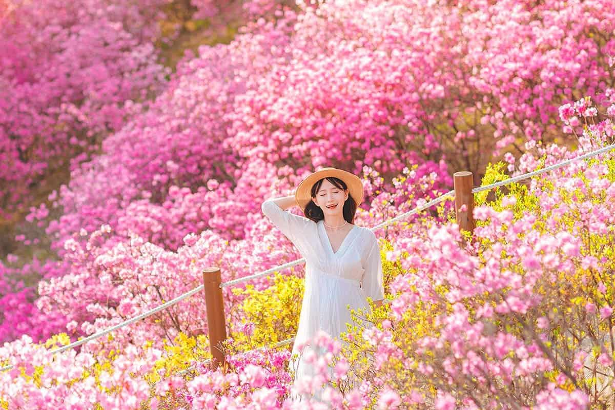 원미산 진달래 꽃동산 풍경 원미산 진달래 꽃동산 풍경