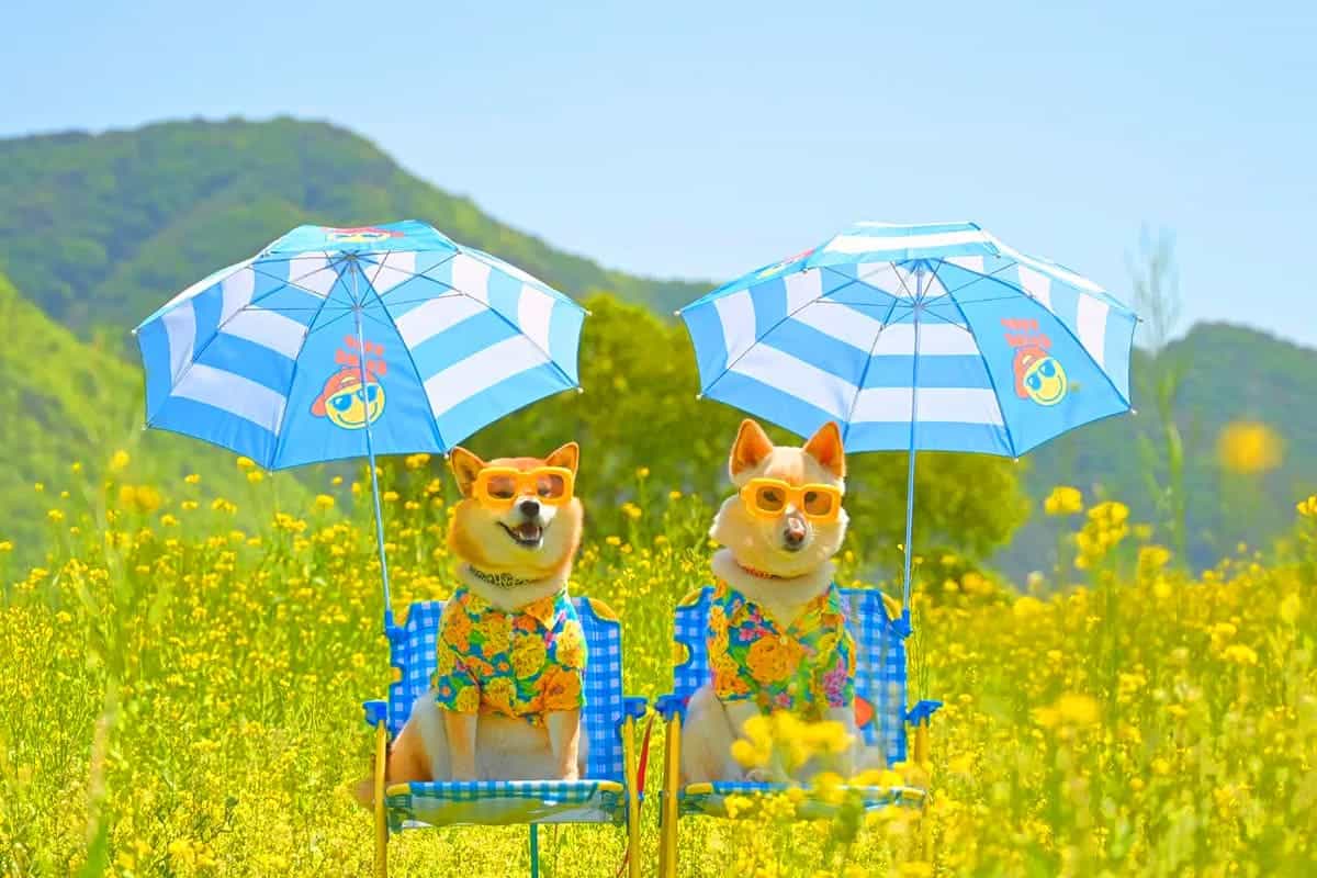 옥천금강수변 친수공원 강아지 피크닉 옥천금강수변 친수공원 강아지 피크닉