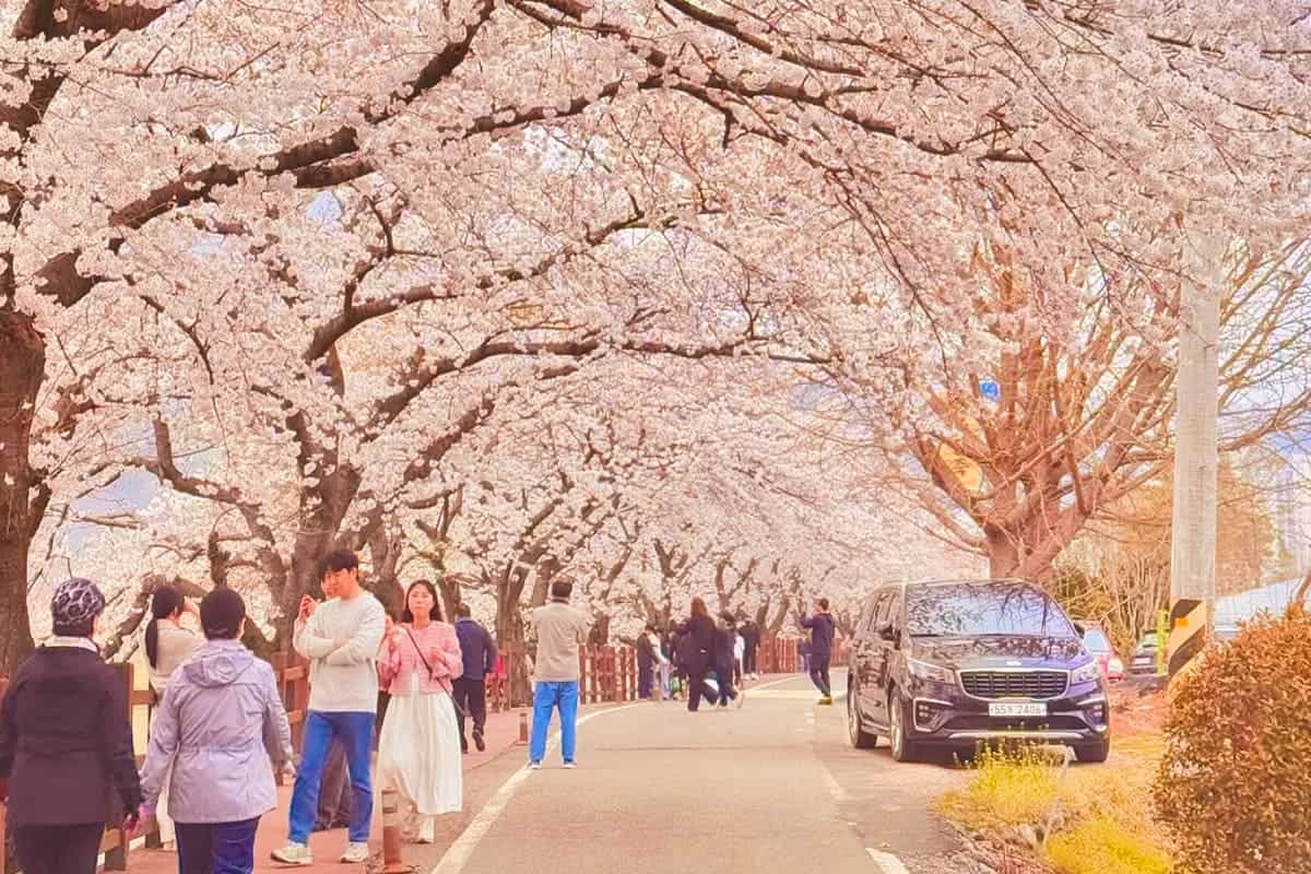 섬진강벚꽃길 봄 풍경 섬진강벚꽃길 봄 풍경
