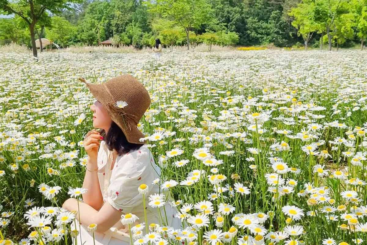 악양생태공원 샤스타데이지 풍경 / 사진=chacha1626 인스타그램 악양생태공원 샤스타데이지 풍경 / 사진=chacha1626 인스타그램