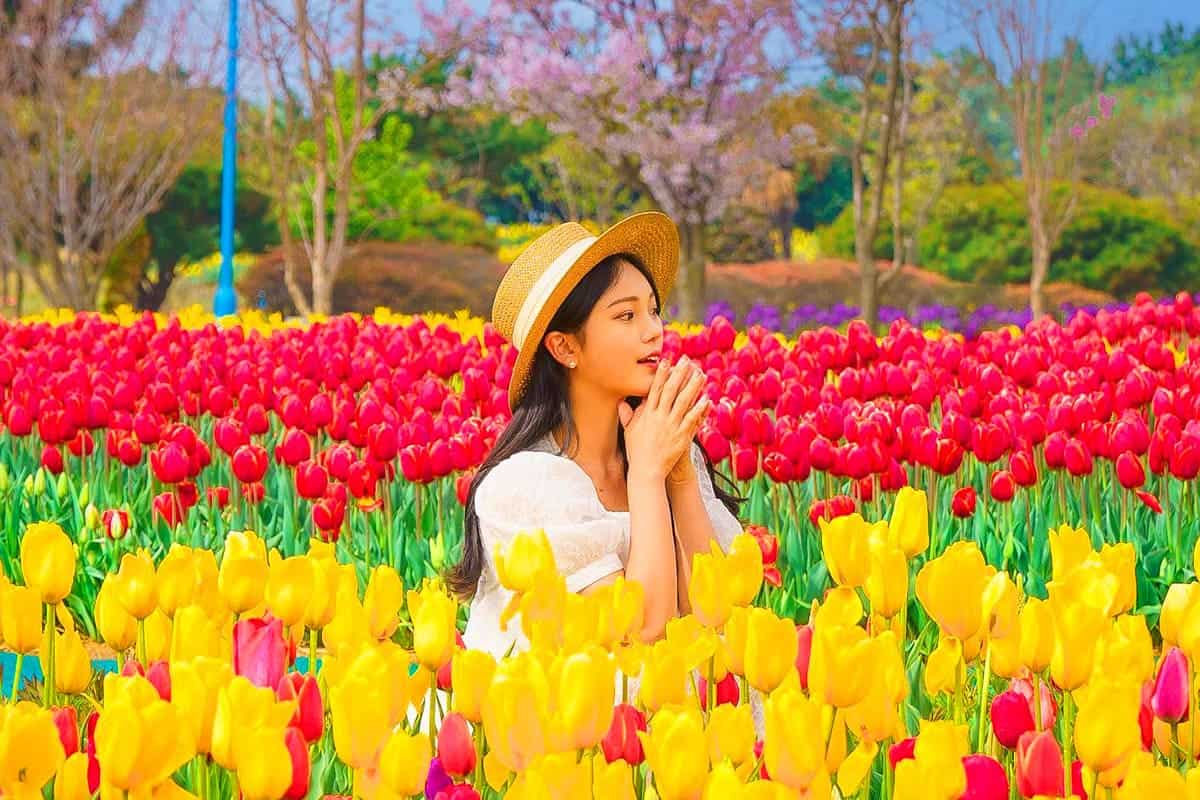 태안 세계 튤립꽃박람회 풍경  