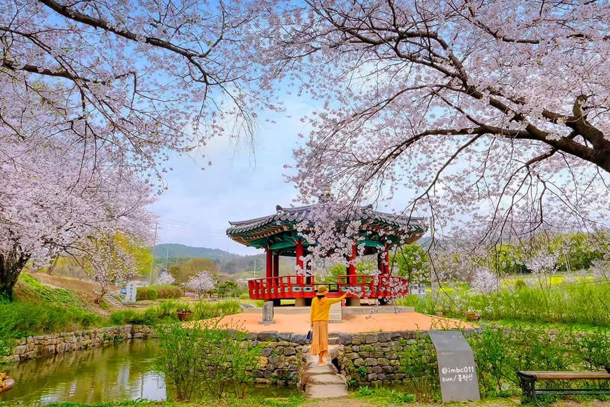 군자정 봄 풍경 / 사진=온라인커뮤니티 군자정 봄 풍경 / 사진=온라인커뮤니티