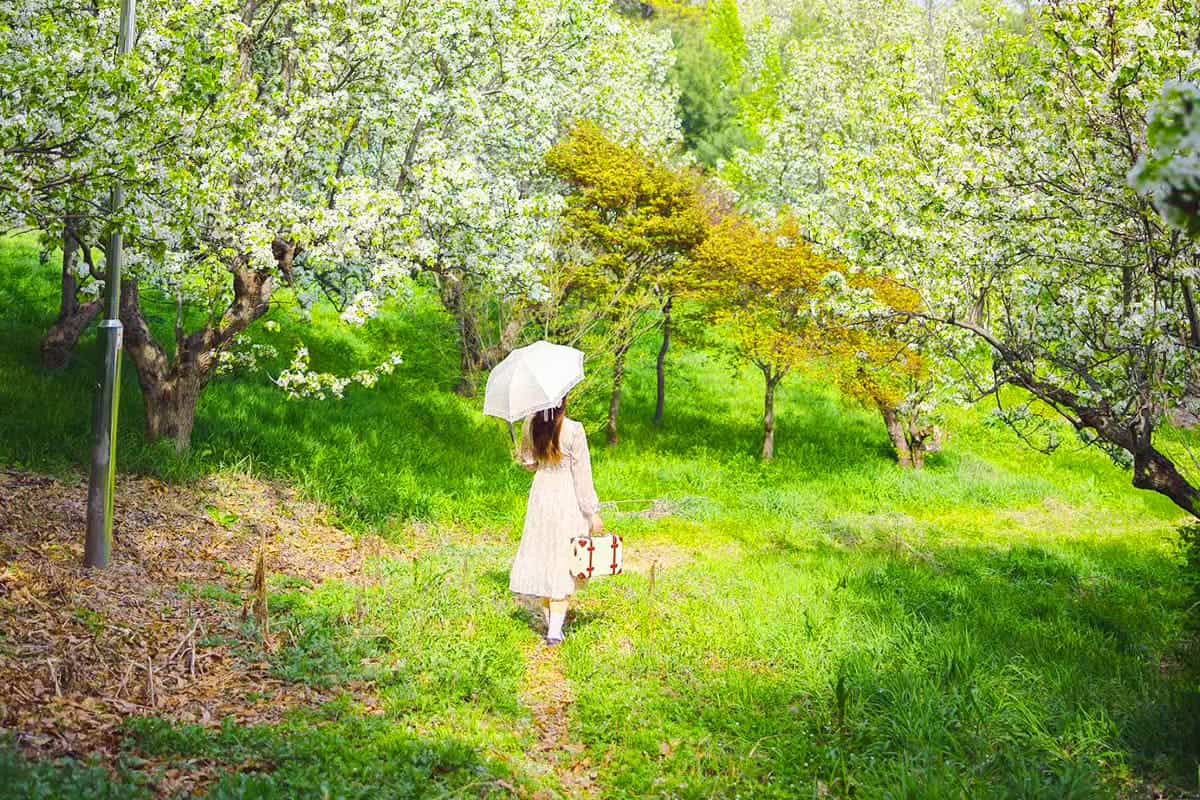 용두리 마을 배꽃 풍경 / 사진=온라인커뮤니티