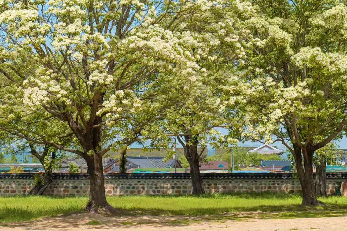 경주 오릉 풍경 경주 오릉 풍경
