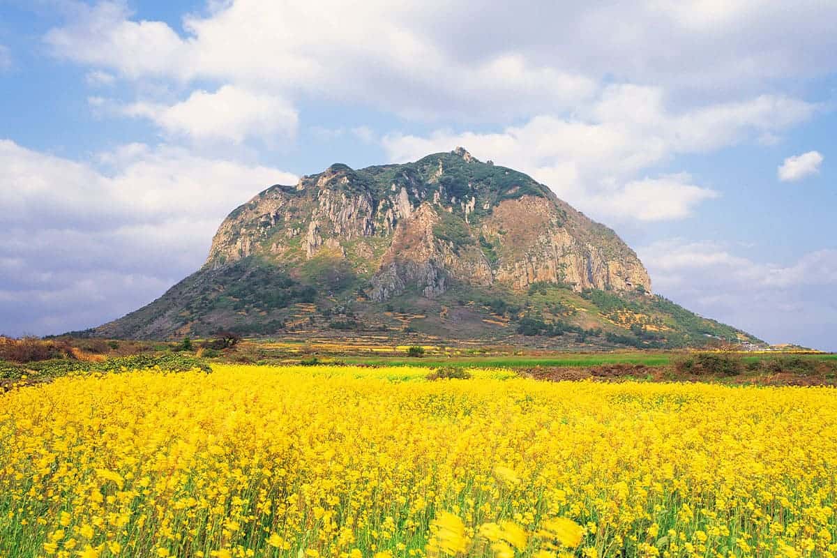 제주 봄 유채꽃 풍경 