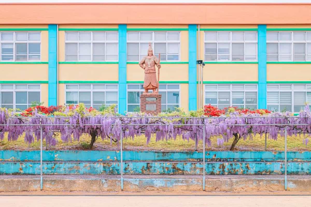 합도초등학교 등나무꽃 전경 합도초등학교 등나무꽃 전경
