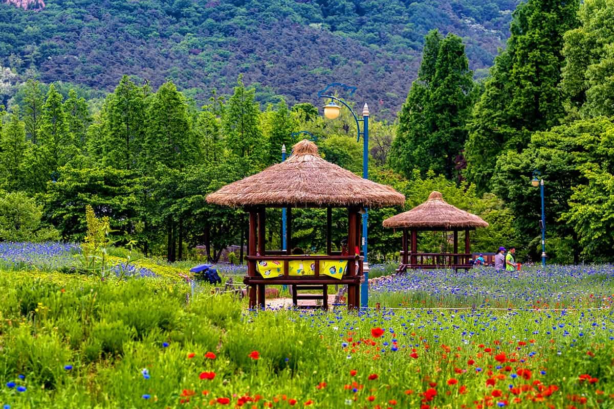 인천대공원 수레 국화 풍경 