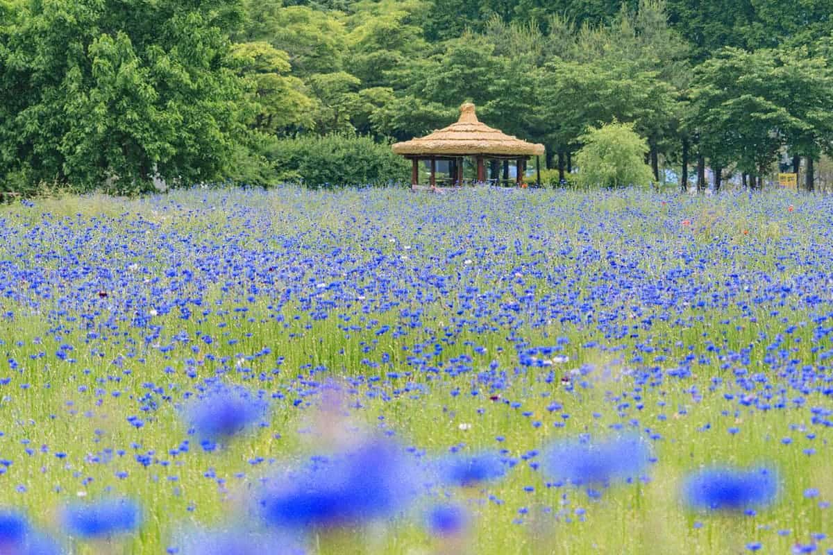 인천 인천대공원 풍경 / 사진=온라인커뮤니티