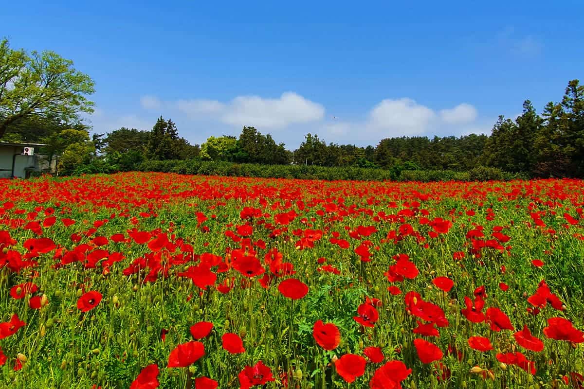 항파두리항몽유적지 양귀비 풍경 항파두리항몽유적지 양귀비 풍경