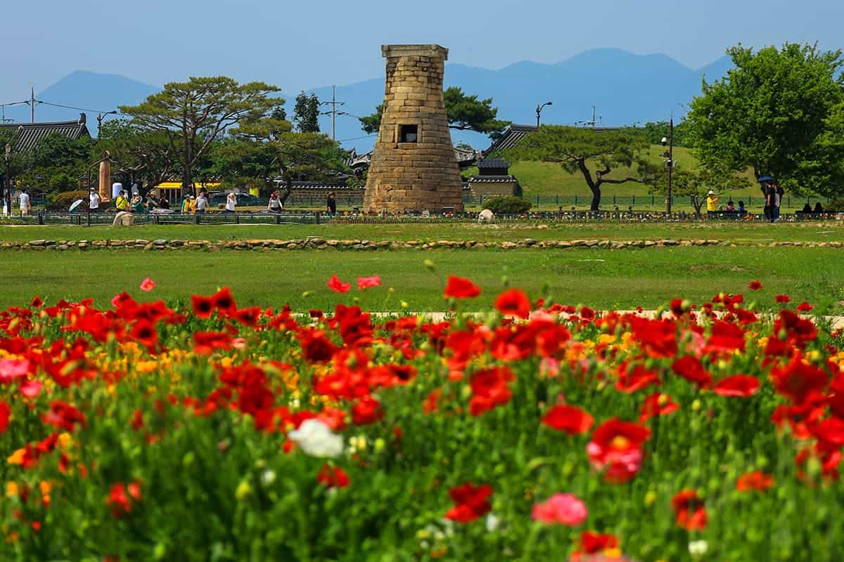 첨성대 양귀비 풍경 