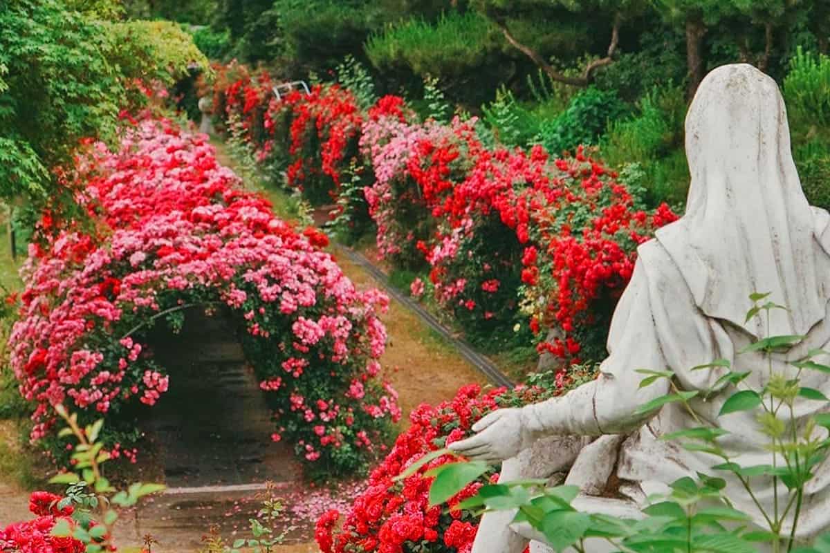 죽산순교성지 장미꽃 명소 / 사진=온라인커뮤니티 죽산순교성지 장미꽃 명소 / 사진=온라인커뮤니티