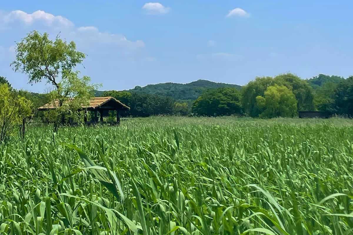 안산갈대습지 풍경 / 사진=온라인커뮤니티 안산갈대습지 풍경 / 사진=온라인커뮤니티