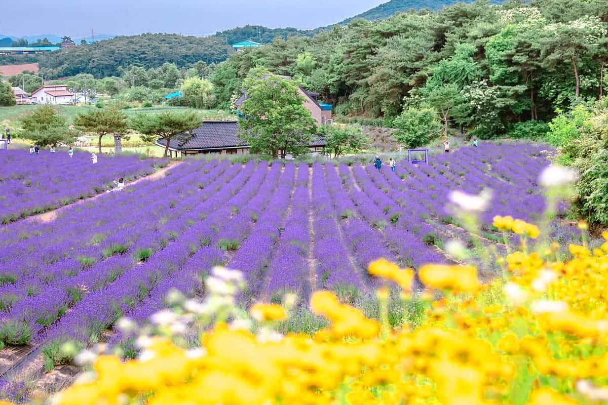 고창 청농원 라벤더 시즌 / 사진=온라인커뮤니티 고창 청농원 라벤더 시즌 / 사진=온라인커뮤니티