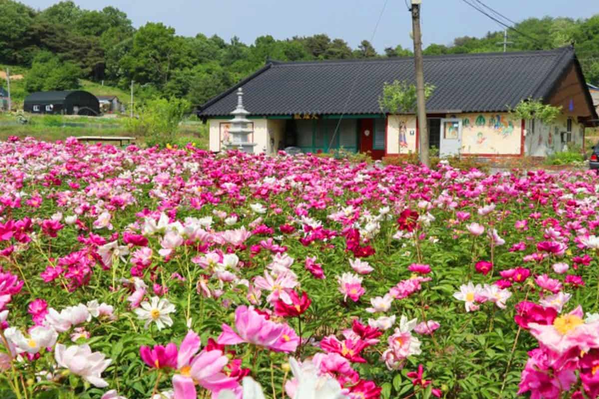 금성감리교회 작약꽃밭 금성감리교회 작약꽃밭