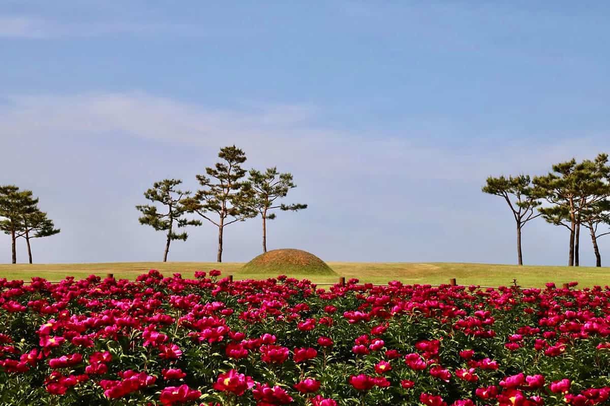 성조문국사적지 작약꽃 / 사진=온라인커뮤니티 성조문국사적지 작약꽃 / 사진=온라인커뮤니티