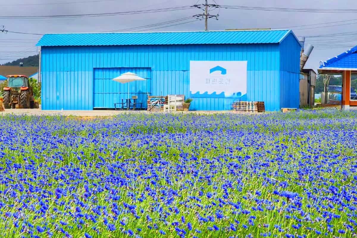 파란곳간 수레국화 꽃밭 / 사진=온라인커뮤니티