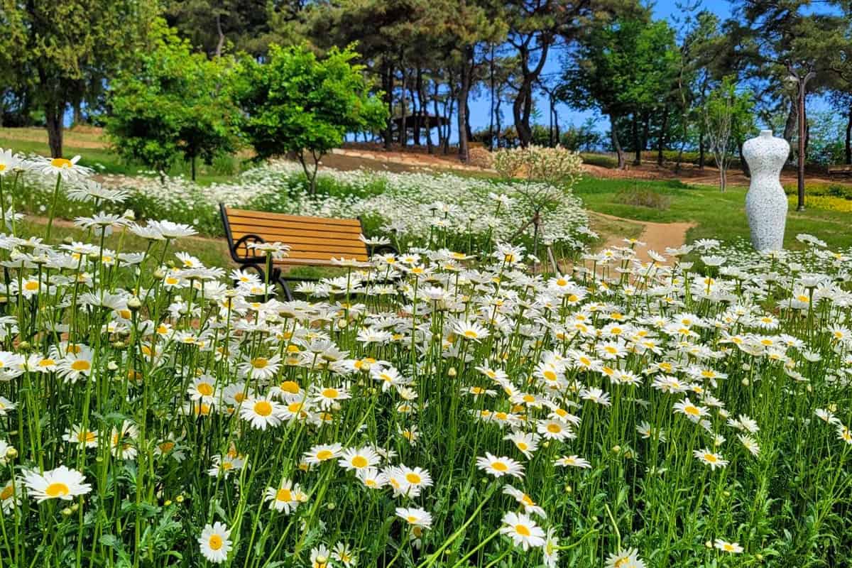 대구 이현공원 꽃 풍경 / 사진=온라인커뮤니티 대구 이현공원 꽃 풍경 / 사진=온라인커뮤니티