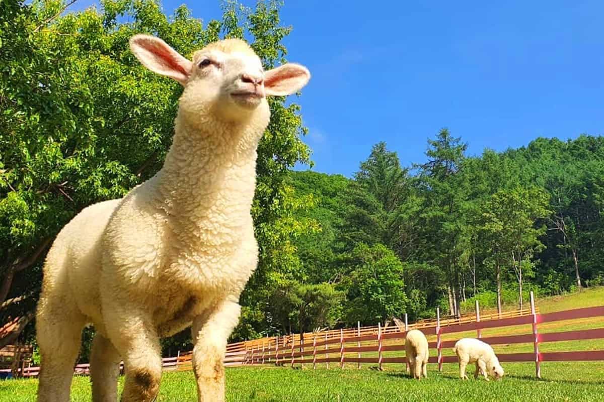휘바핀란드 풍경 휘바핀란드 풍경