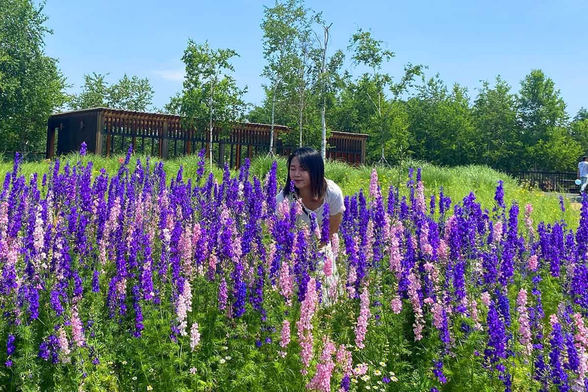 일자산허브천문공원 라벤더 일자산허브천문공원 라벤더