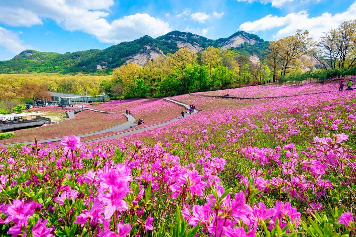 불암산철쭉동산 전경 불암산철쭉동산 전경