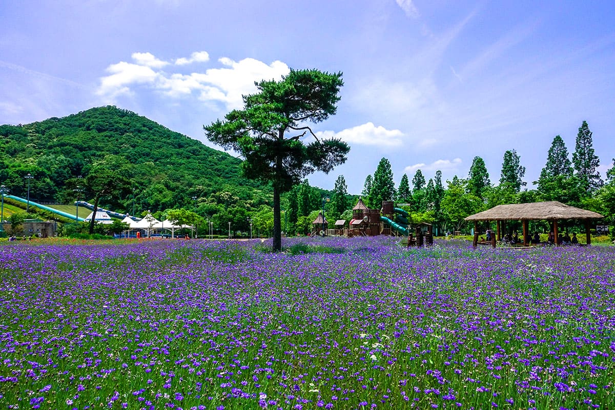인천대공원 수레국화 
