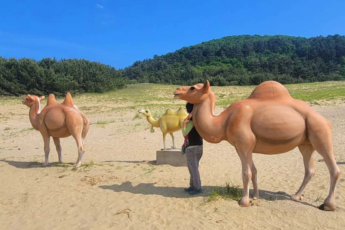 옥죽동 모래사막 옥죽동 모래사막
