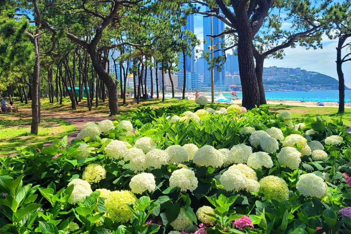 송림공원 수국꽃 