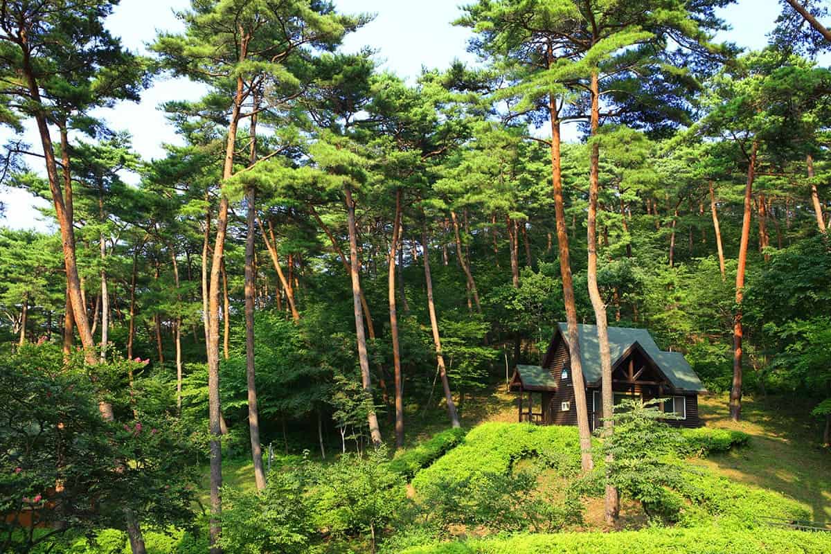 안면도자연휴양림 풍경 안면도자연휴양림 풍경