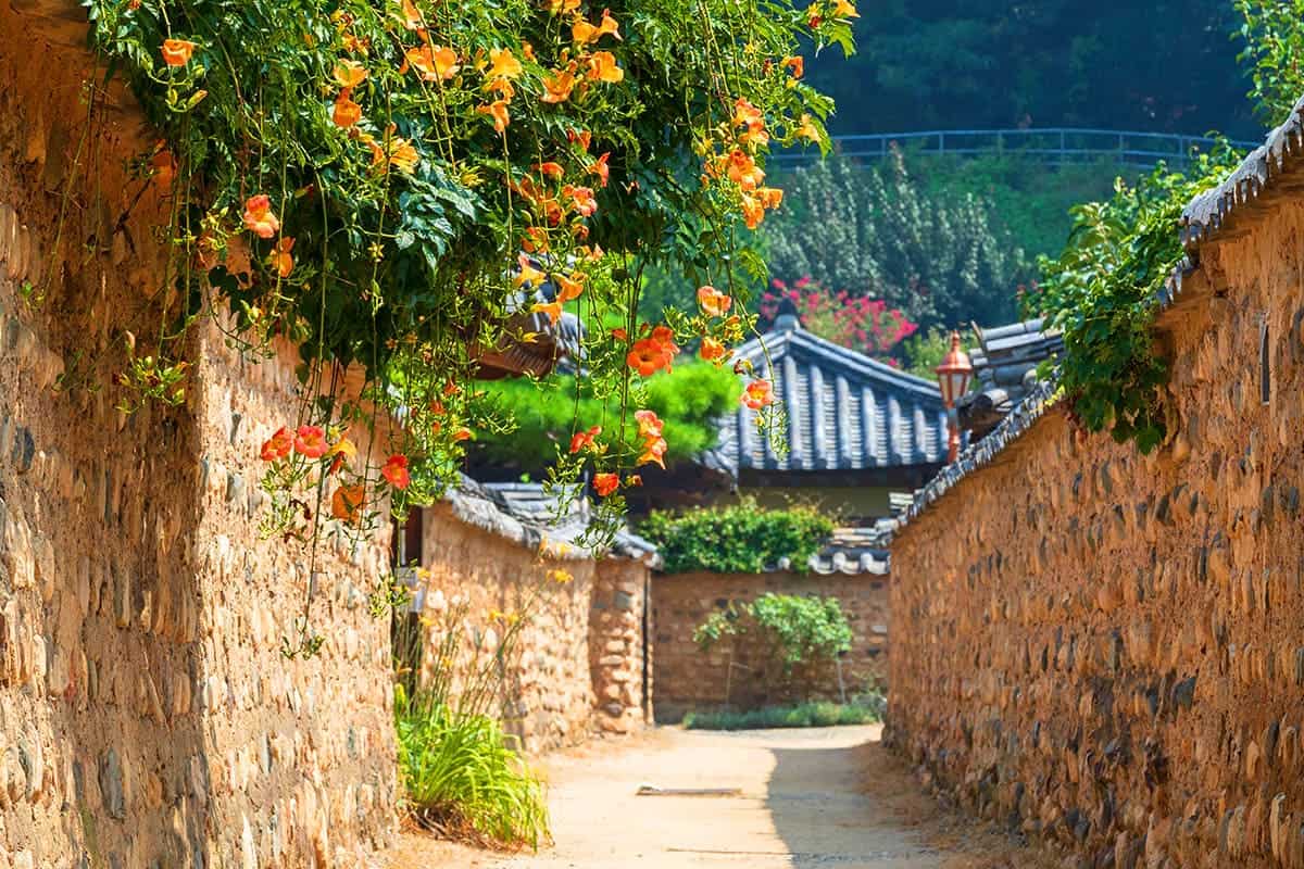남평문씨본리세거지 능소화 