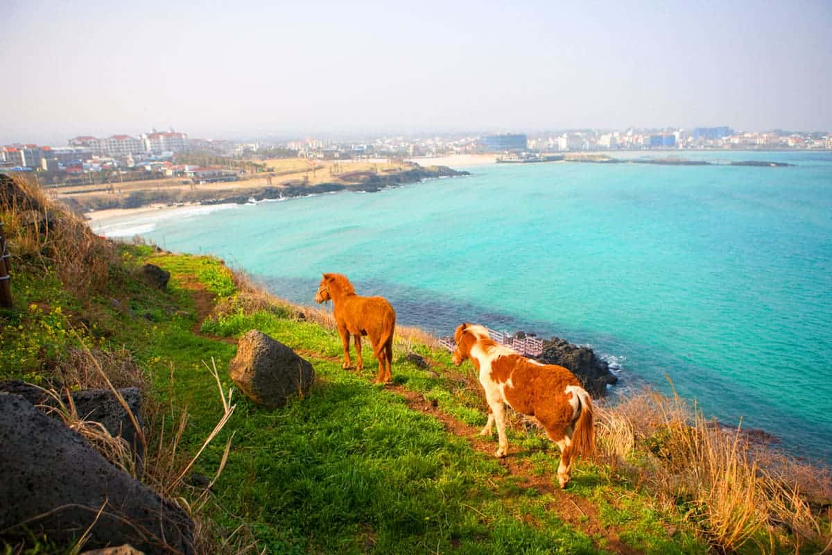 함덕해수욕장 풍경 함덕해수욕장 풍경