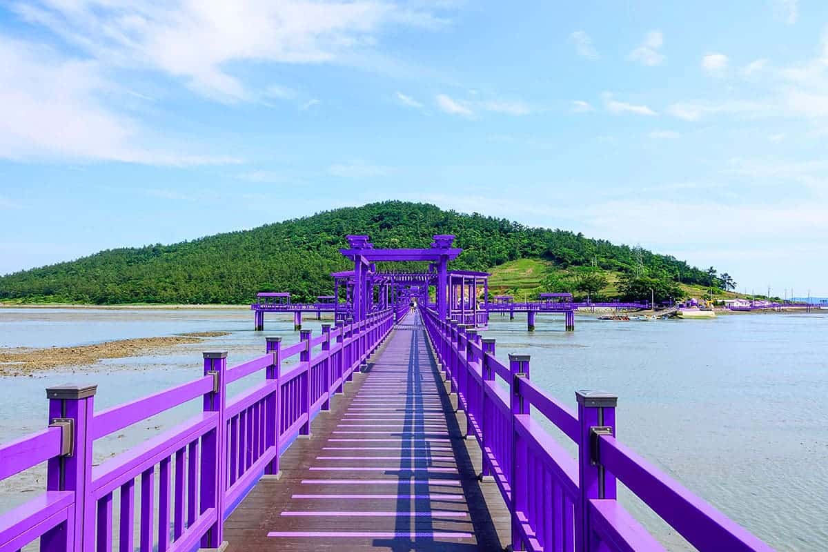 박지도 퍼플교  