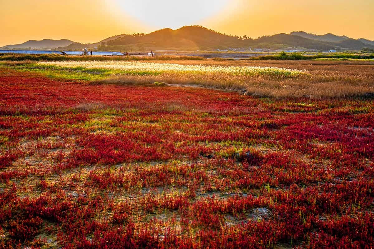 태평염생식물원 일몰 