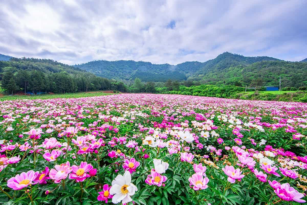 송전마을 작약꽃 송전마을 작약꽃