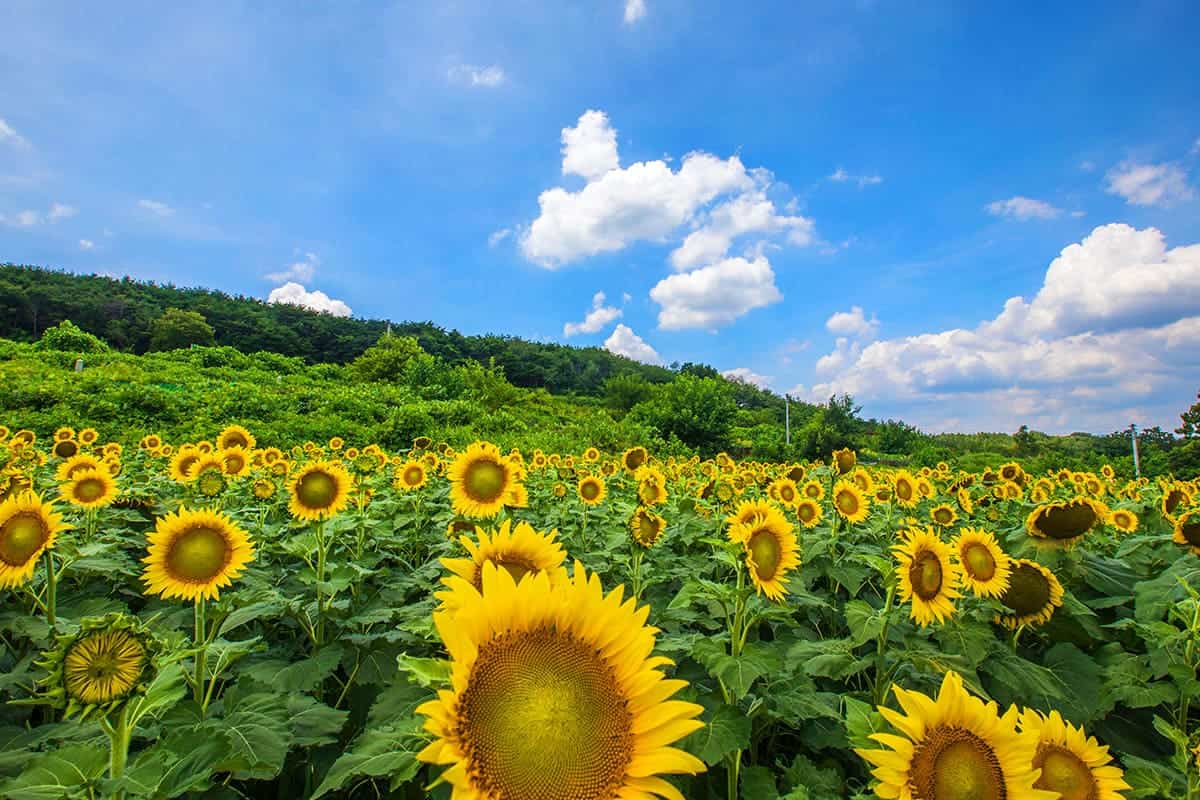 합천군 마을 해바라기 풍경 합천군 마을 해바라기 풍경