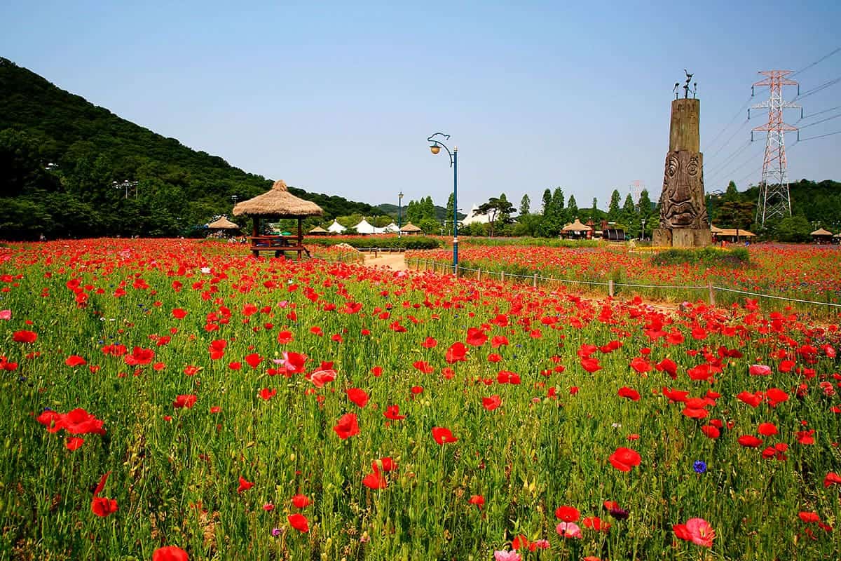 인천대공원 꽃밭 인천대공원 꽃밭