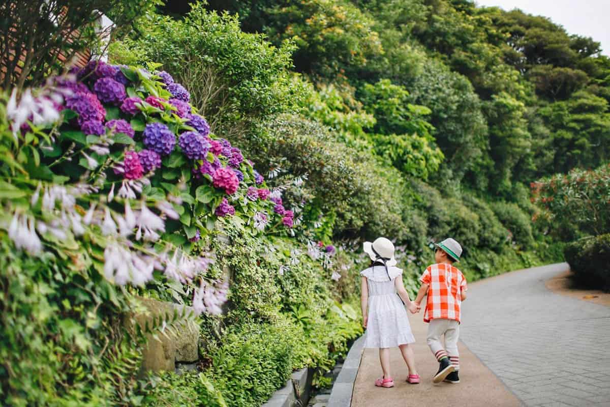 까멜리아 꽃구경 까멜리아 꽃구경