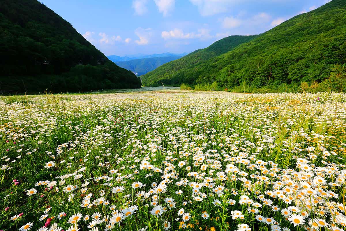 백운산 데이지꽃밭 백운산 데이지꽃밭