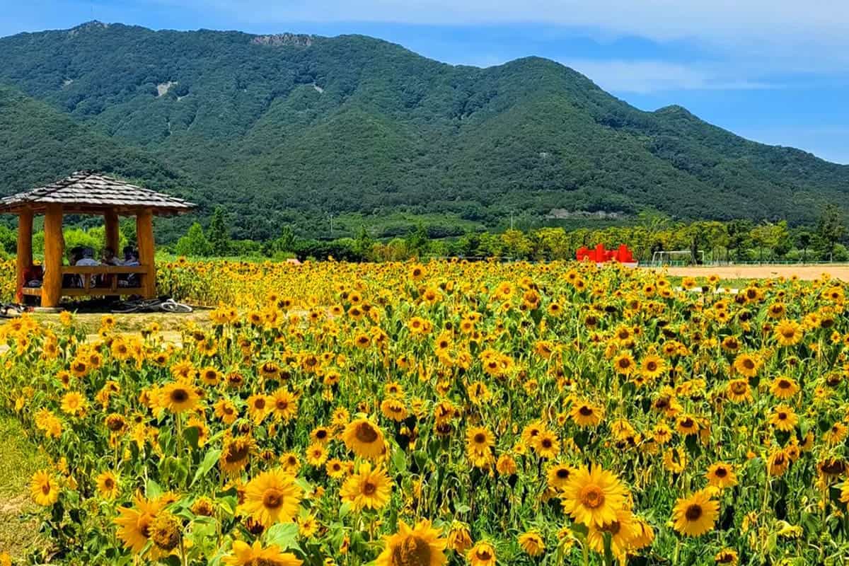 황산공원 해바라기 황산공원 해바라기