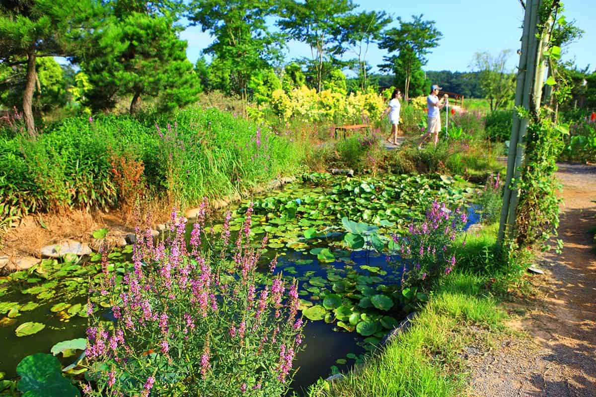 청산수목원의 여름 청산수목원의 여름