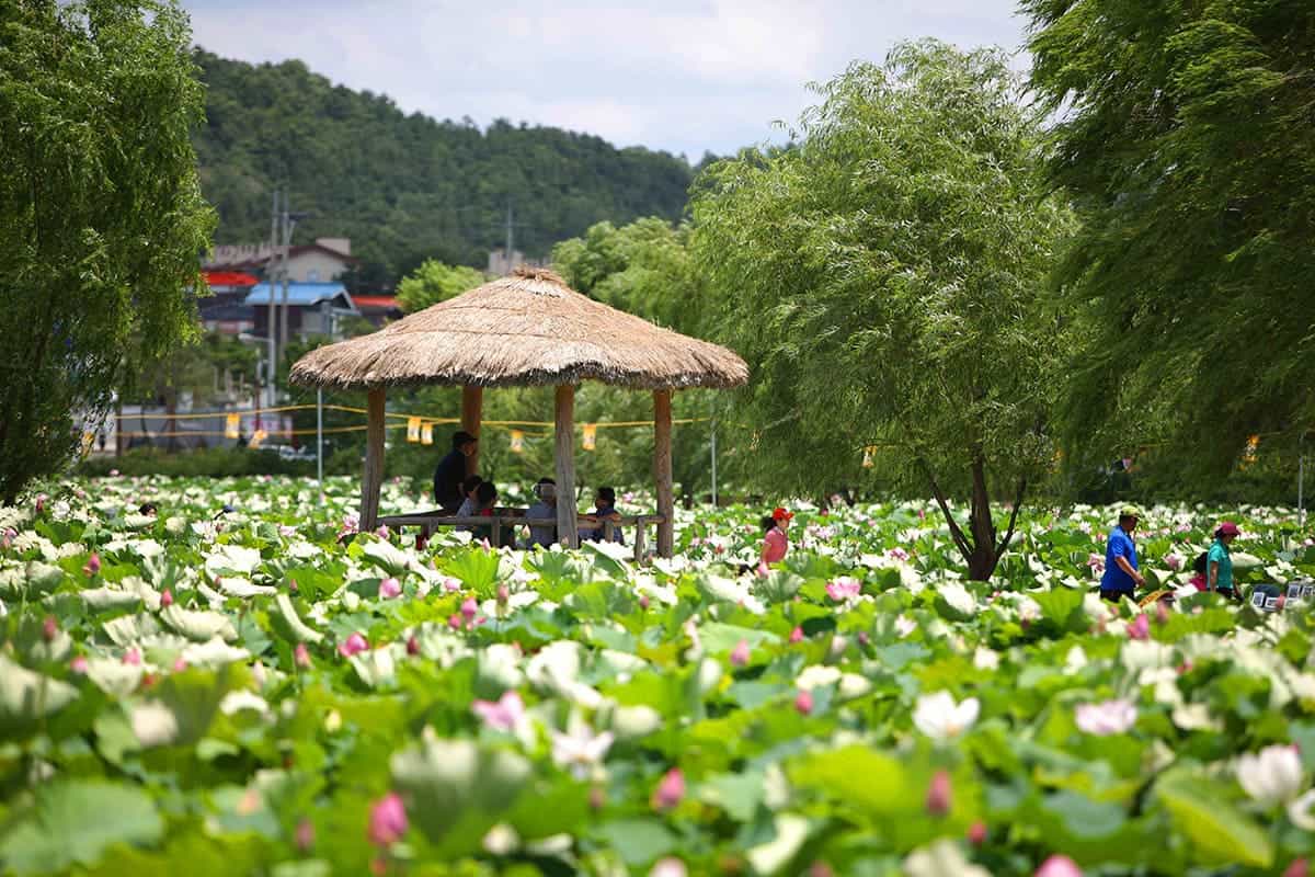 서동공원 연꽃 서동공원 연꽃