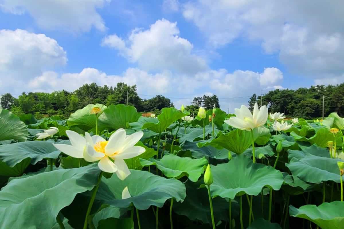 청운사하소백련 연꽃 청운사하소백련 연꽃