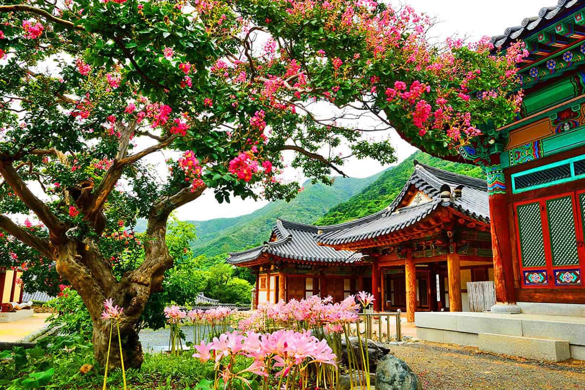 표충사 배롱나무 표충사 배롱나무