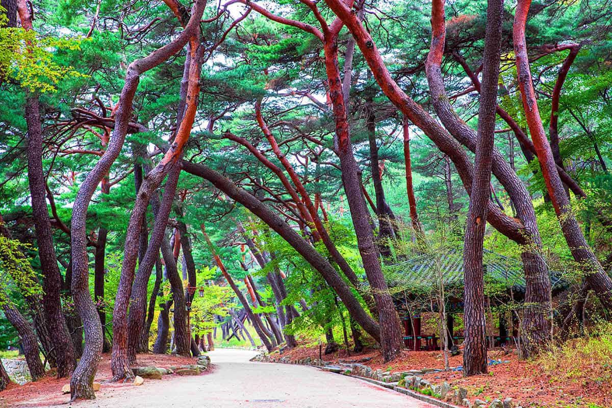 통도사 산림욕 통도사 산림욕