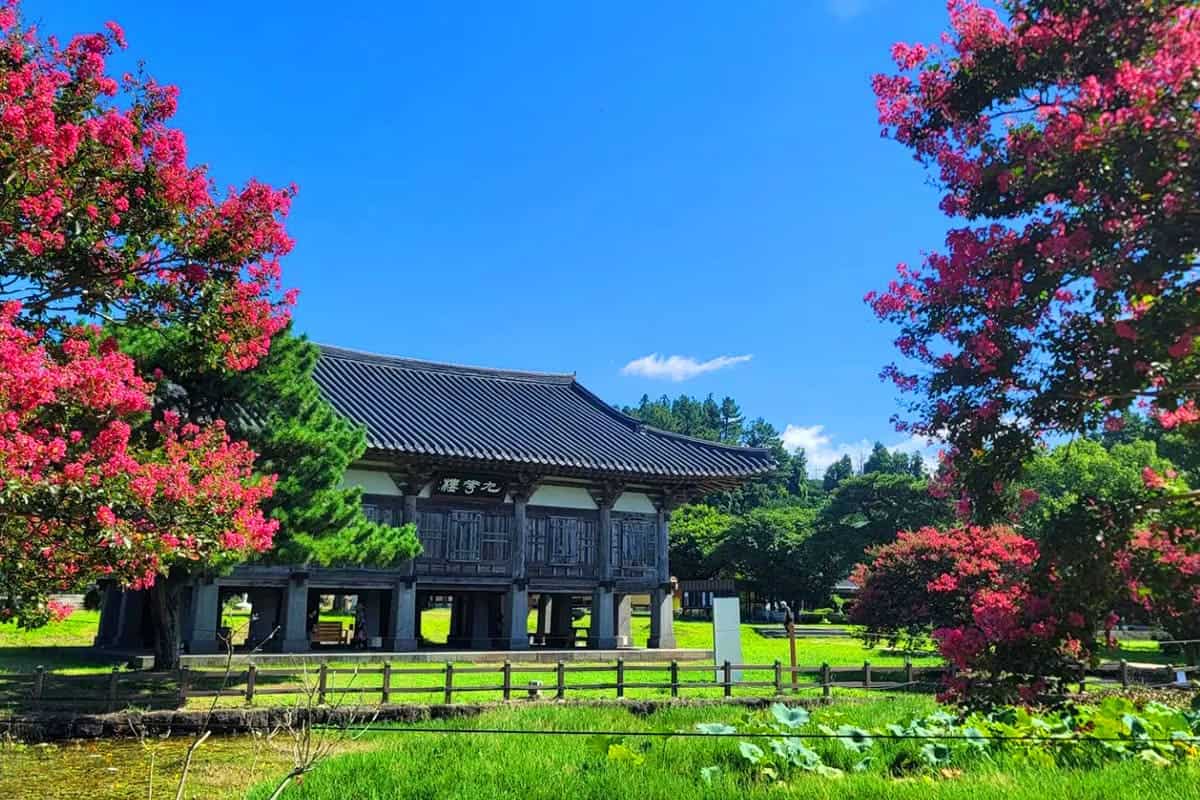 법화사 배롱나무 풍경 법화사 배롱나무 풍경