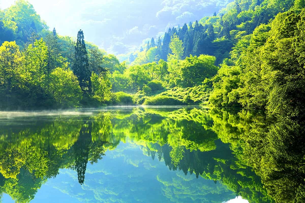세량제 자연림 