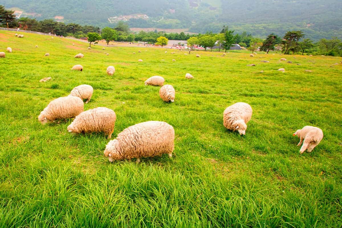 무등산양떼목장 초원 풍경 
